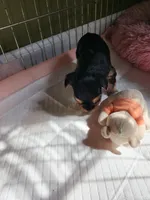 BO, a male Yorkshire Terrier for sale in Yakima, WA – Photo 4 of 6