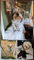 BO, a male Yorkshire Terrier for sale in Yakima, WA – Photo 6 of 6