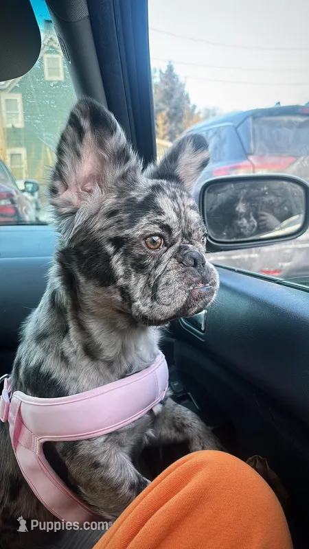 Storm , a female French Bulldog for sale in Newark, NJ – Photo 1 of 3