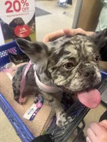 Storm , a female French Bulldog for sale in Newark, NJ – Photo 3 of 3