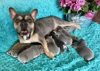 Athena , a female French Bulldog for sale in Wellington, CO – Photo 5 of 5