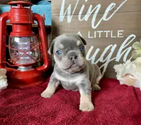 Athena , a female French Bulldog for sale in Wellington, CO – Photo 3 of 5