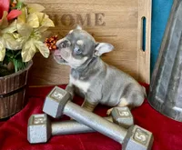 Athena , a female French Bulldog for sale in Wellington, CO – Photo 1 of 5