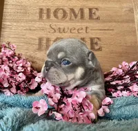 Athena , a female French Bulldog for sale in Wellington, CO – Photo 4 of 5