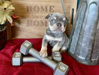 Athena , a female French Bulldog for sale in Wellington, CO – Photo 2 of 5