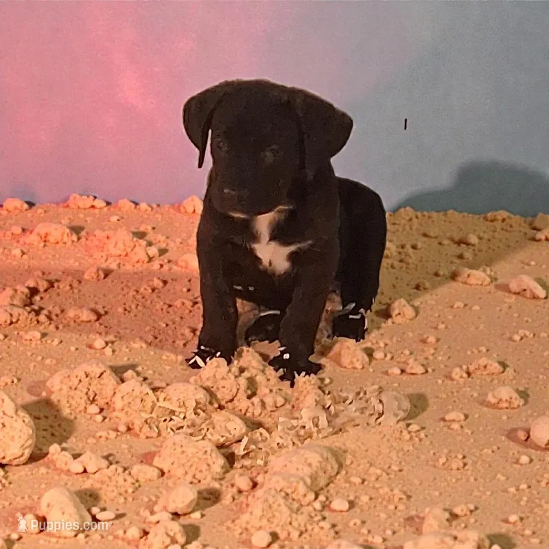 Coolio – Cane Corso, English Mastiff puppy for sale in Bowling Green, MO