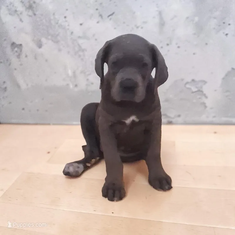 Odyssey  – Cane Corso puppy for sale in Bowling Green, MO