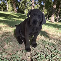 Odyssey , a male Cane Corso for sale in Bowling Green, MO – 2 of 2