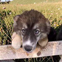 Jack , a male Siberian Husky for sale in Bowling Green, MO – 3 of 3