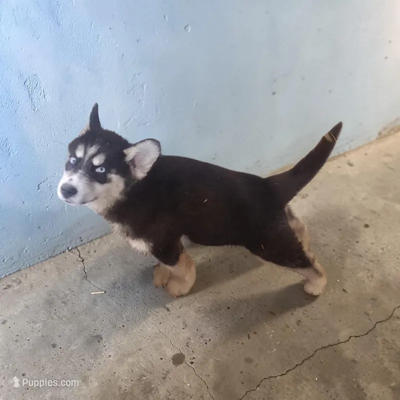 Fuzzy – Siberian Husky puppy for sale in Bowling Green, MO