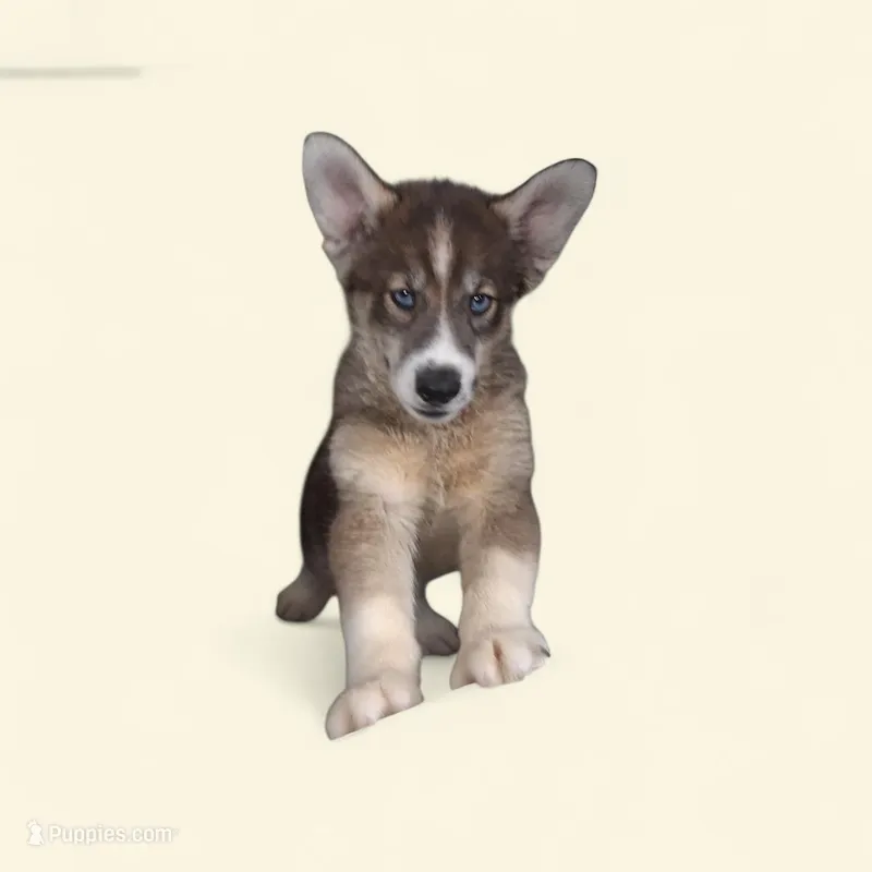 Zeus  – Siberian Husky puppy for sale in Bowling Green, MO