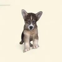 Zeus , a male Siberian Husky for sale in Bowling Green, MO – 1 of 1