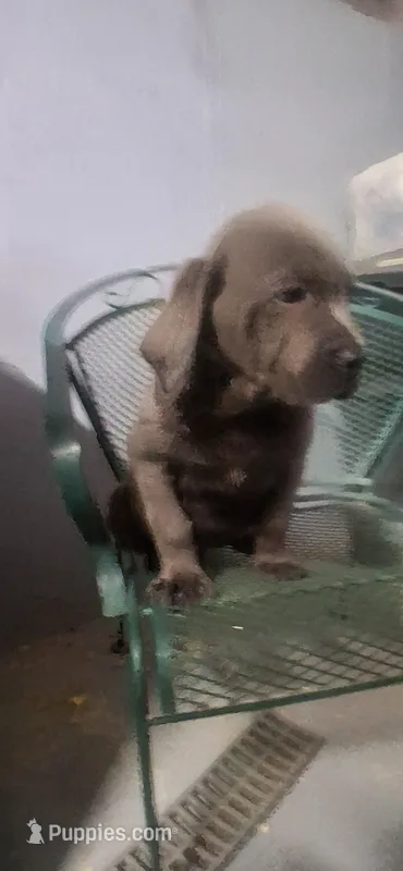 Bud – Cane Corso puppy for sale in Bowling Green, MO