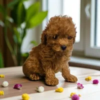 Ginger, a female Miniature Goldendoodle for sale in Bowling Green, MO – 1 of 1