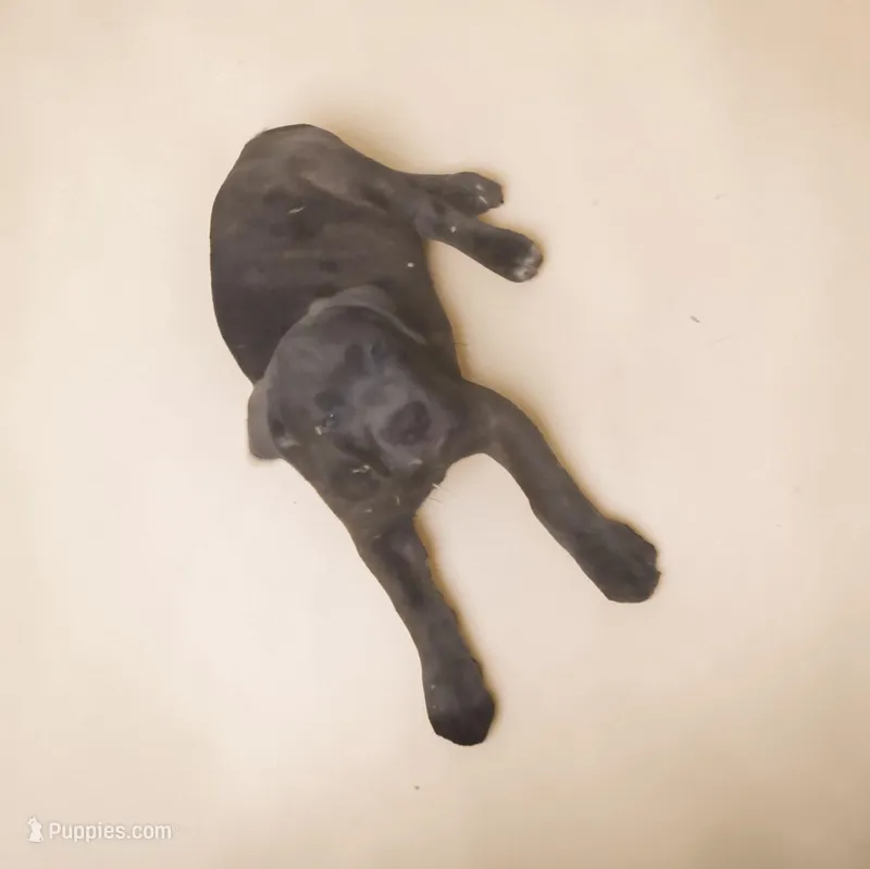 Sausage  – Cane Corso puppy for sale in Bowling Green, MO