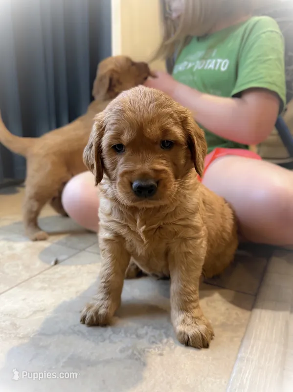 Soos – Golden Retriever puppy for sale in Springfield, MO
