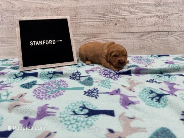 Stanford – Golden Retriever puppy for sale in Springfield, MO