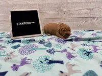 Stanford, a male Golden Retriever for sale in Springfield, MO – 1 of 7