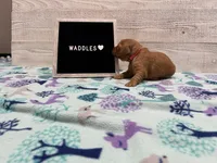 Waddles, a male Golden Retriever for sale in Springfield, MO – 4 of 7