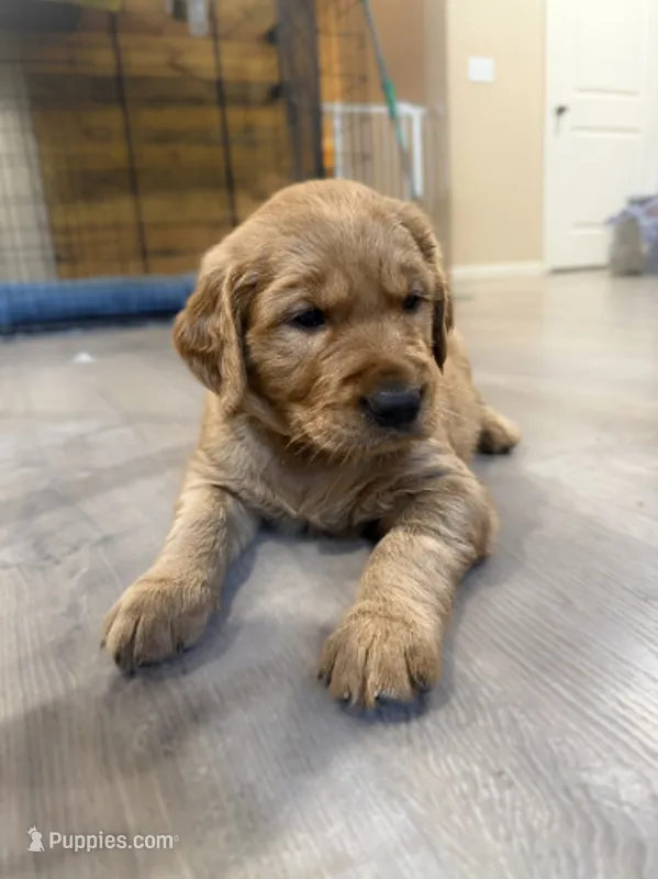 Stanley – Golden Retriever puppy for sale in Springfield, MO