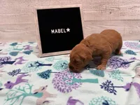 Mabel, a female Golden Retriever for sale in Springfield, MO – 1 of 7