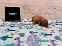 Robbie, a male Golden Retriever for sale in Springfield, MO – 3 of 7