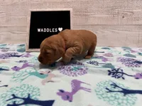 Waddles, a male Golden Retriever for sale in Springfield, MO – 3 of 7