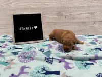 Stanley, a male Golden Retriever for sale in Springfield, MO – 2 of 7