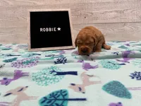 Robbie, a male Golden Retriever for sale in Springfield, MO – 2 of 7