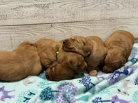 Waddles, a male Golden Retriever for sale in Springfield, MO – 7 of 7