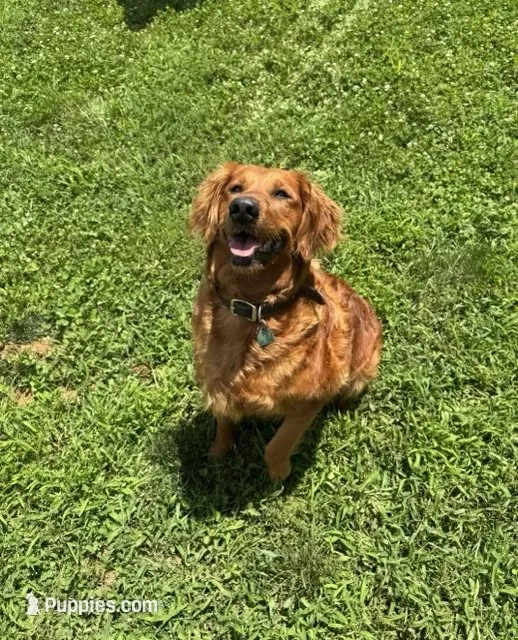Stanford, a male Golden Retriever for sale in Springfield, MO – 4 of 7