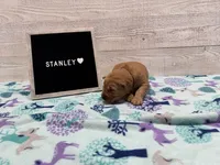 Stanley, a male Golden Retriever for sale in Springfield, MO – 3 of 7