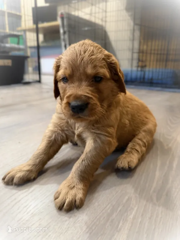 Dipper – Golden Retriever puppy for sale in Springfield, MO