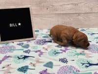 Bill, a male Golden Retriever for sale in Springfield, MO – 3 of 7