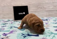 Soos, a male Golden Retriever for sale in Springfield, MO – 3 of 8
