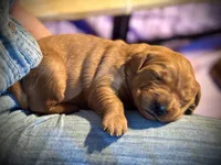 Finn, a male Golden Retriever for sale in Springfield, MO – Photo 8 of 10