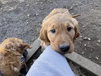Finn, a male Golden Retriever for sale in Springfield, MO – Photo 3 of 10