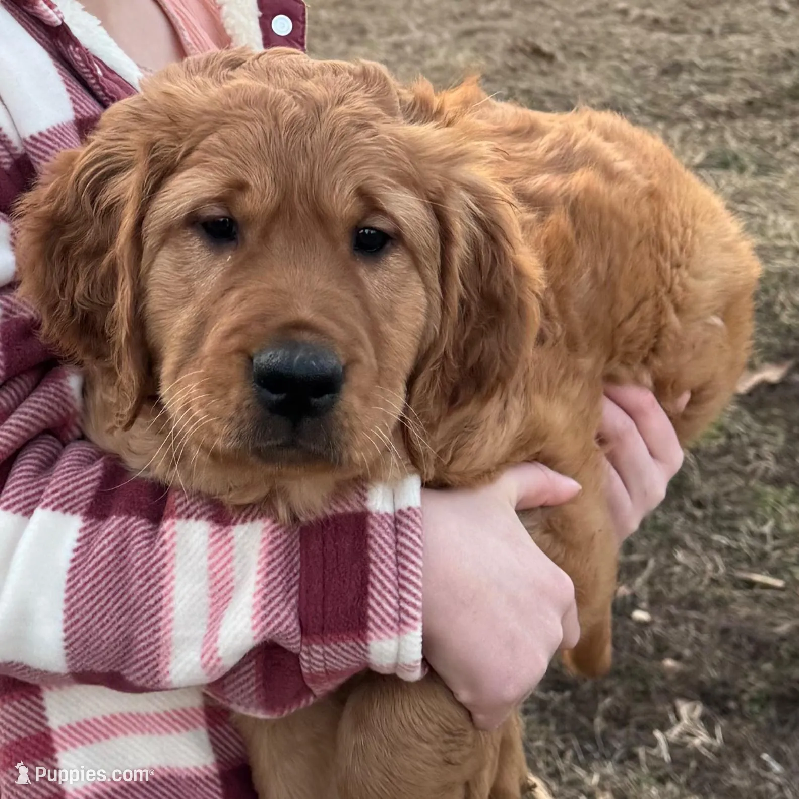 Finn, a male Golden Retriever for sale in Springfield, MO – Photo 2 of 10