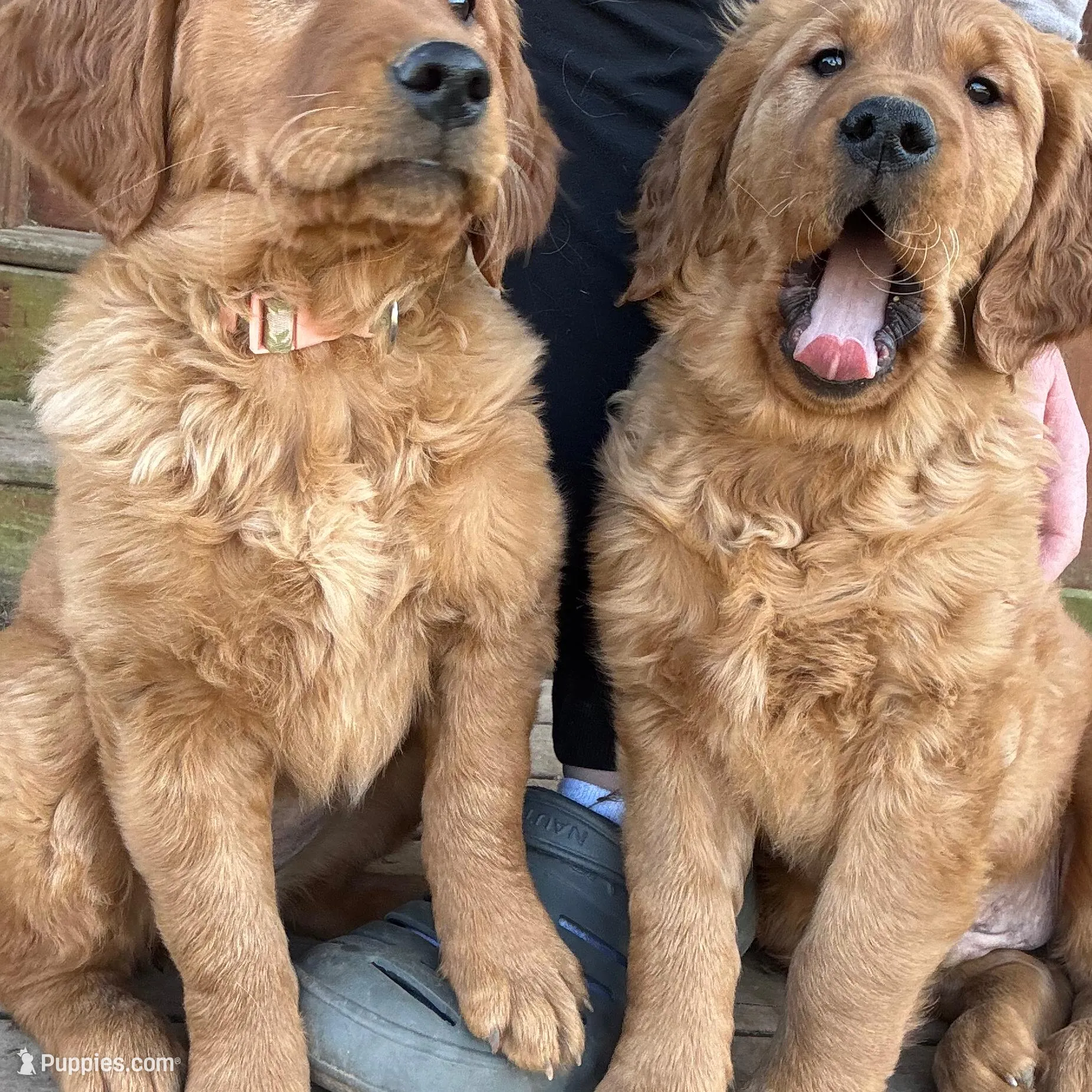 Finn, a male Golden Retriever for sale in Springfield, MO – Photo 4 of 10