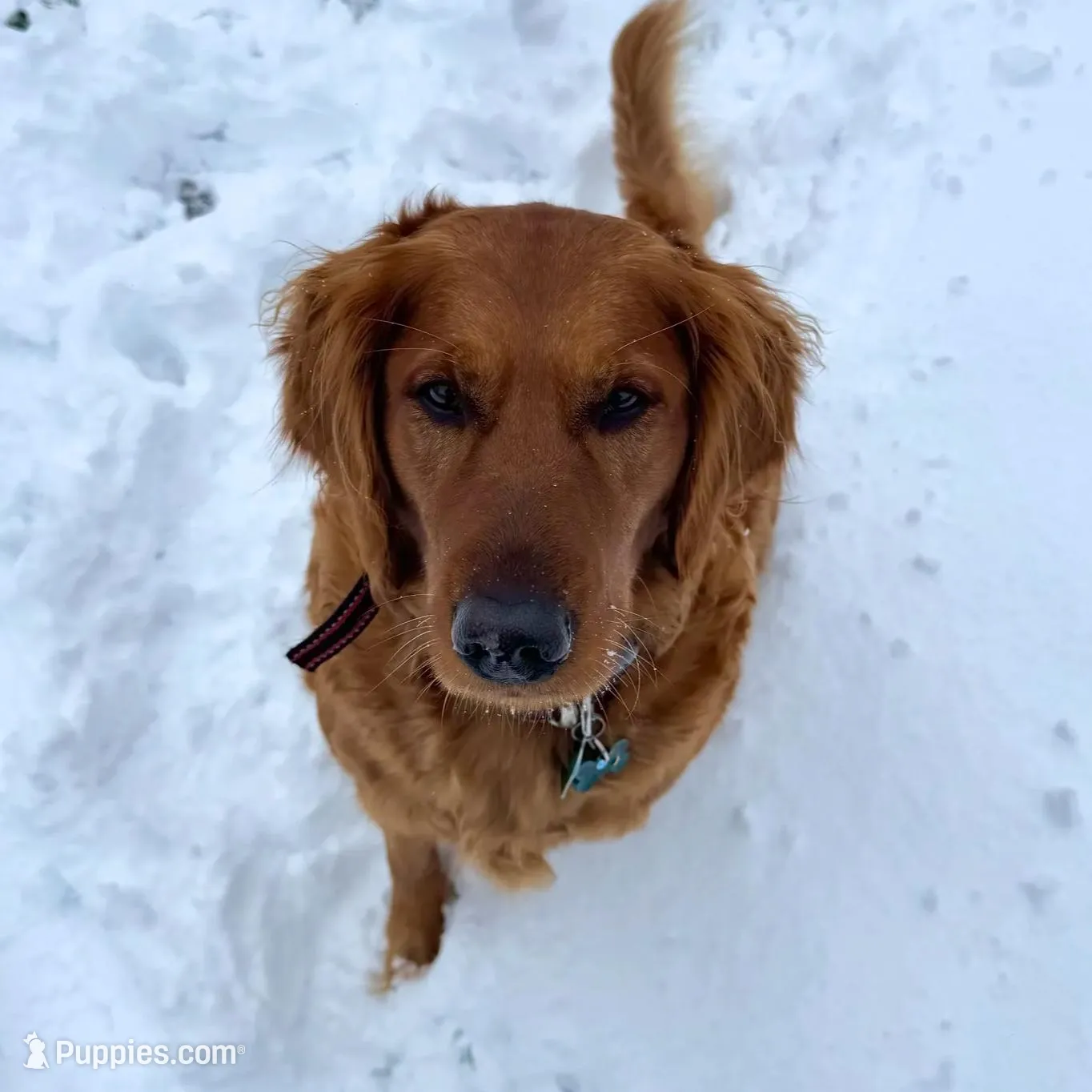 Finn, a male Golden Retriever for sale in Springfield, MO – Photo 9 of 10