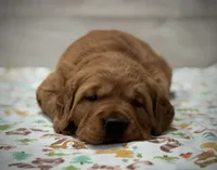 Finn, a male Golden Retriever for sale in Springfield, MO – Photo 6 of 10