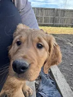 Finn, a male Golden Retriever for sale in Springfield, MO – Photo 5 of 10