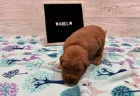 Mabel, a female Golden Retriever for sale in Springfield, MO – 2 of 7