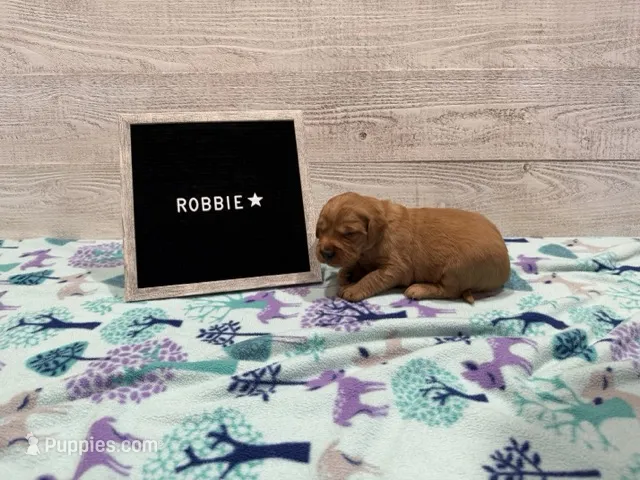 Robbie – Golden Retriever puppy for sale in Springfield, MO