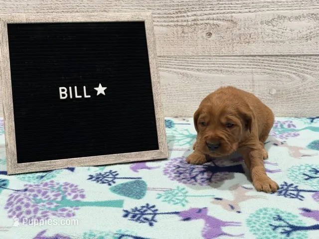 Bill – Golden Retriever puppy for sale in Springfield, MO