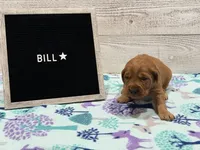 Bill, a male Golden Retriever for sale in Springfield, MO – 1 of 7