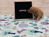 Dipper, a male Golden Retriever for sale in Springfield, MO – 3 of 7