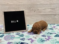 Bill, a male Golden Retriever for sale in Springfield, MO – 2 of 7