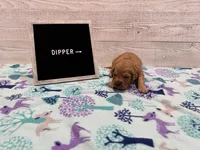 Dipper, a male Golden Retriever for sale in Springfield, MO – 2 of 7