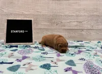 Stanford, a male Golden Retriever for sale in Springfield, MO – 3 of 7